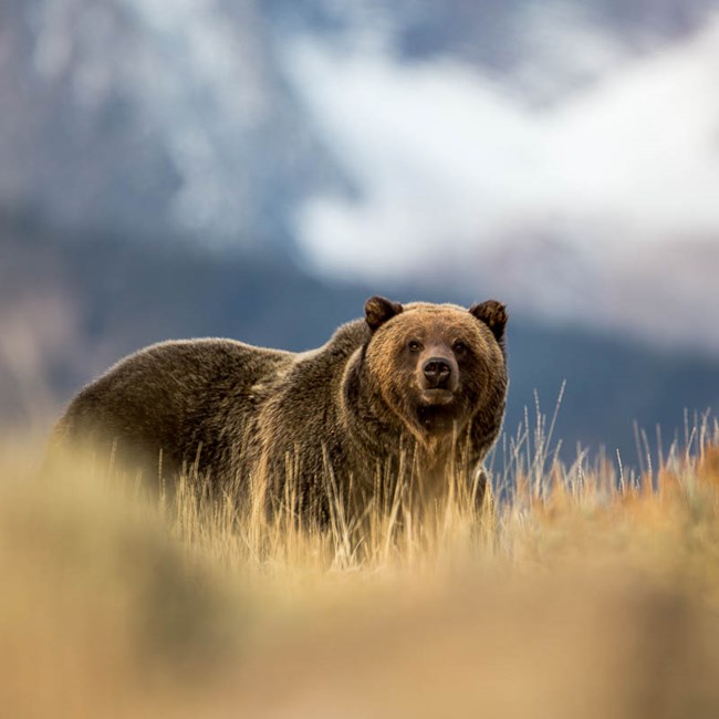Bear Safety on the Trail